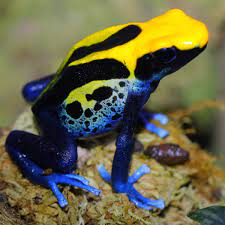 Dendrobates auratus "El Oro" Dart Frog